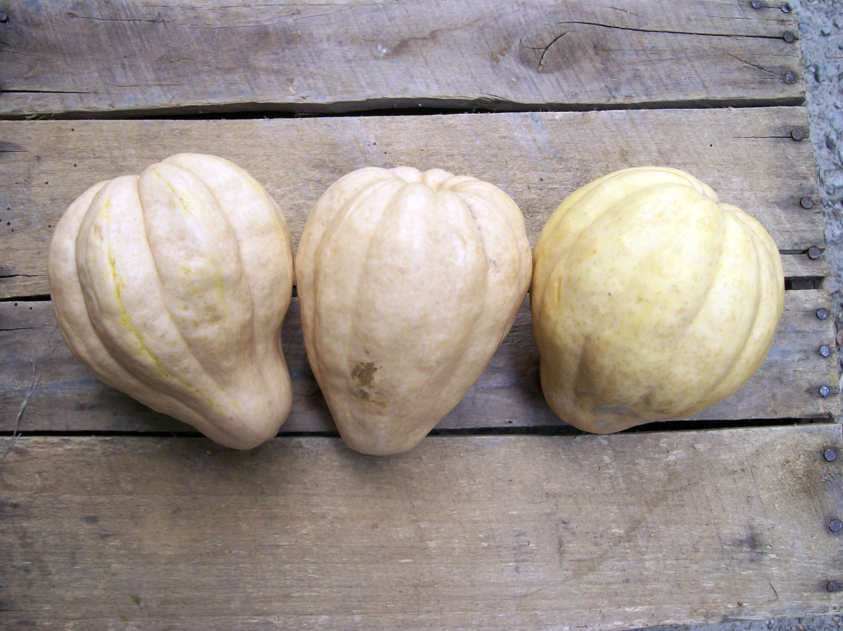 Winter Squash Suggestions for Southern Gardens & an Heirloom Highlight